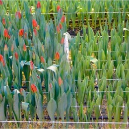 ГИДРОАГРЕГАТ Сетка шпалерная пластиковая квадратная 2x5 м