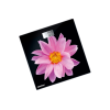 Весы напольные Centek CT-2416 Pink Flower