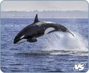 Ritmix Коврик для мыши VS (VS_A4809) Фауна, Касатка