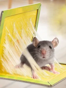 Ramozi Ловушка КЛЕЕВАЯ от ГРЫЗУНОВ RA-8394